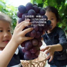 生物制劑 現代醫學的革命性突破與未來展望